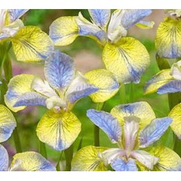 Ирис сибирский Типпед ин Блю