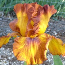 Ирис Спайс Трейдер