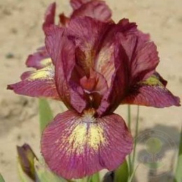 Ирис Би Литтл