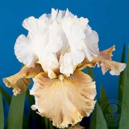 Ирис Ченджин Сизенс