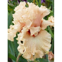 Ирис Коралина