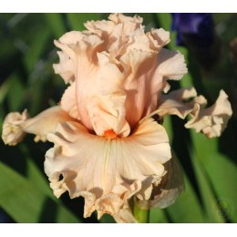 Ирис Коралина