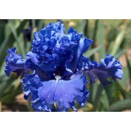 Ирис Фёрст Вэйв