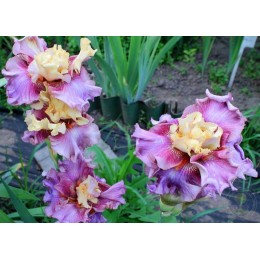 Ирис Вуле-Ву