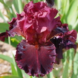 Ирис Буа Пресьё