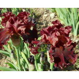 Ирис Буа Пресьё