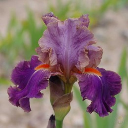 Ирис Плезантан