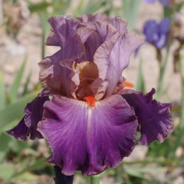 Ирис Плезантан