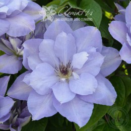 Клематис Блю Котильон