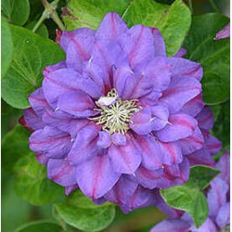 Клематис Королева Бона