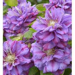 Клематис Королева Бона