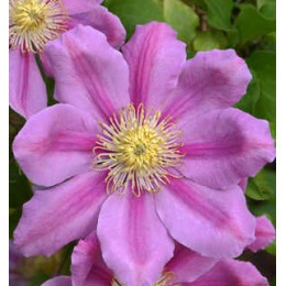 Клематис Пинк Бьюти