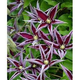 Клематис Полония Реститута