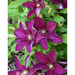 Клематис Полония Реститута