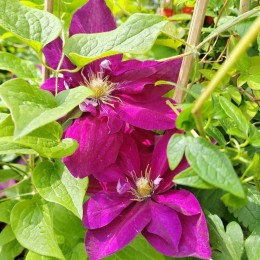 Клематис Полония Реститута