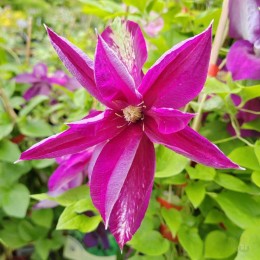 Клематис Полония Реститута