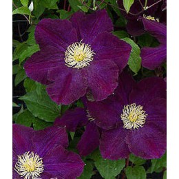 Клематис Герои Варшавы