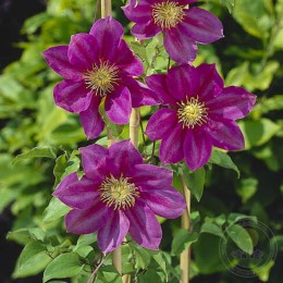 Клематис Вино