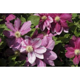 Клематис Вино