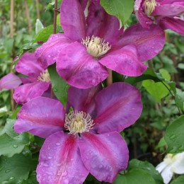 Клематис Вино