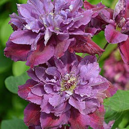 Клематис Бёздей Гёрл