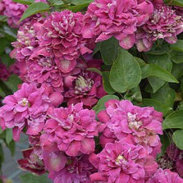 Клематис Хот Киссес