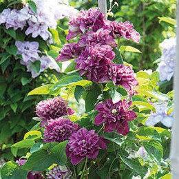 Клематис Хот Лав