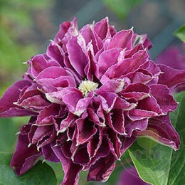 Клематис Хот Лав