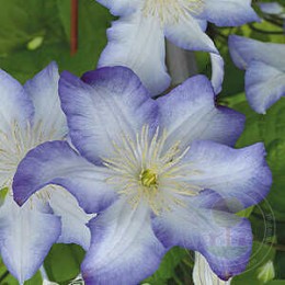 Клематис Ян Карски