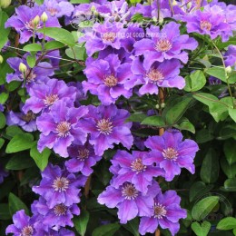 Клематис Ашва