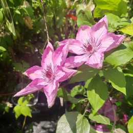 Клематис Бешчады