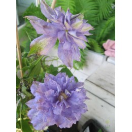 Клематис Блю Эксплоужен