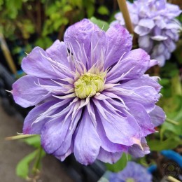 Клематис Блю Лайт