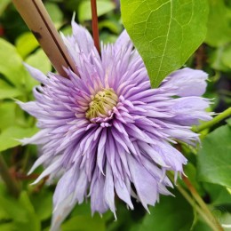 Клематис Блю Лайт