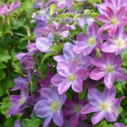 Клематис Чейндж оф Харт