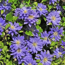 Клематис Коперникус