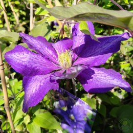 Клематис Даниэль Деронда