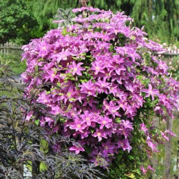 Клематис Данута