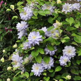 Клематис Даймонд Болл