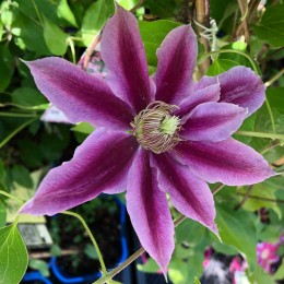 Клематис Доктор Руппель