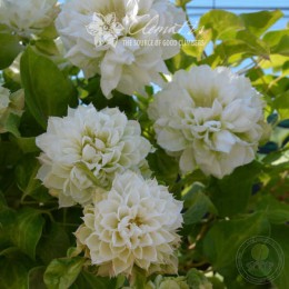 Клематис Дачес оф Эдинбург