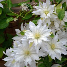 Клематис Фёрст Лав