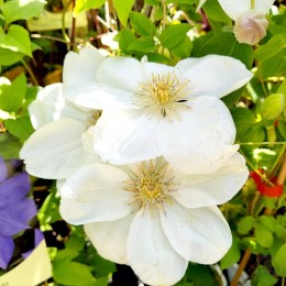 Клематис Гернси Крим