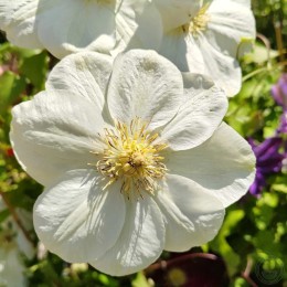 Клематис Гернси Крим