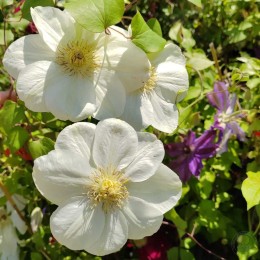 Клематис Гернси Крим