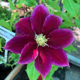 Клематис Хания