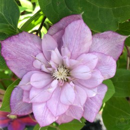 Клематис Инносент Гланс