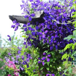 Клематис Жакмана