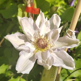 Клематис Ежи Попелушко