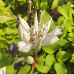 Клематис Ежи Попелушко